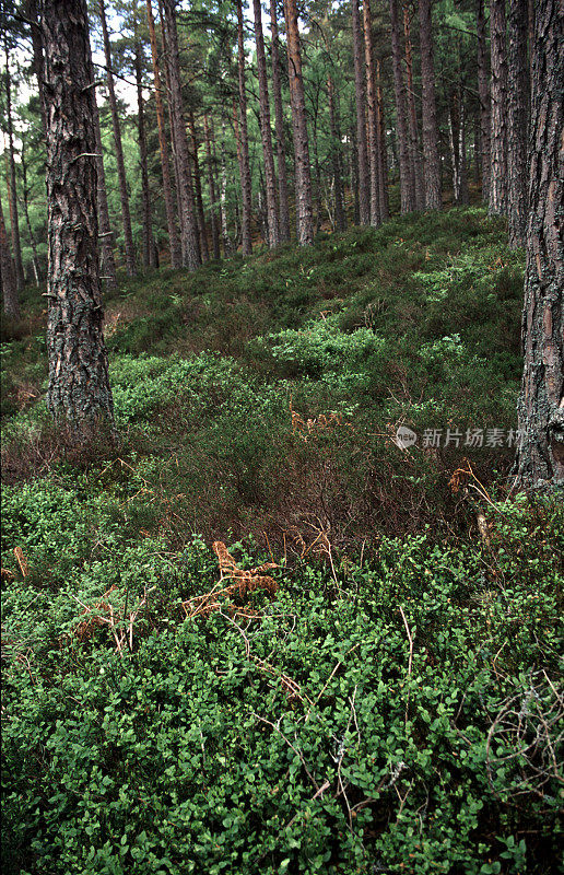 Scots Pine Woodland